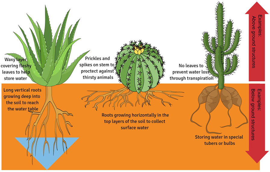plants that have adaptations