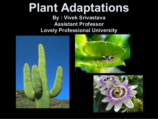 plants that have adaptations